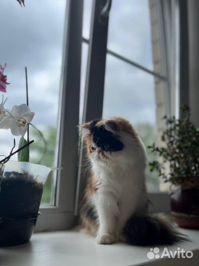Экзотическая кошка