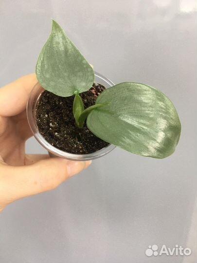 Филодендроны