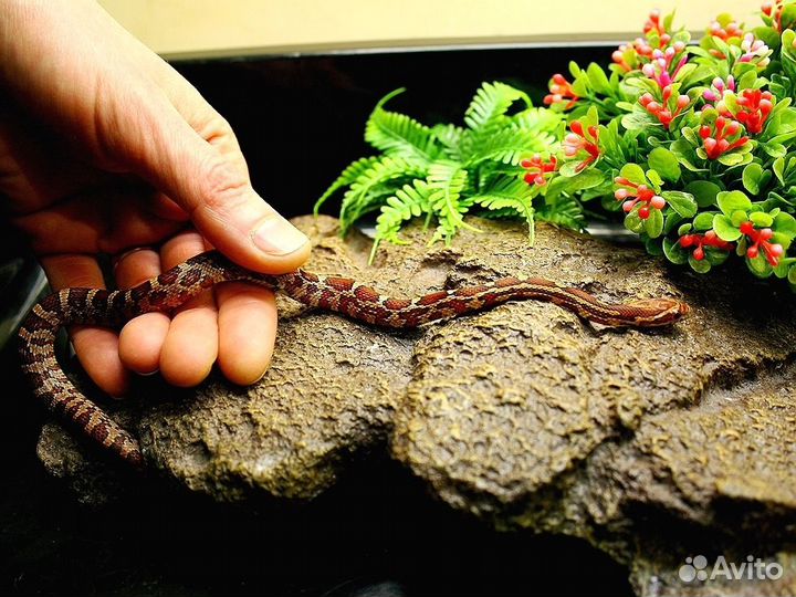 Полоз маисовый