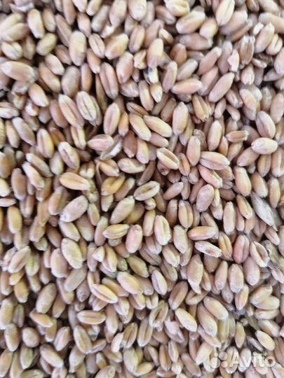 Корма для сельскохозяйственных животных