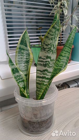 Сансевиерия трехполосная