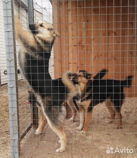 Собаки ищут дом