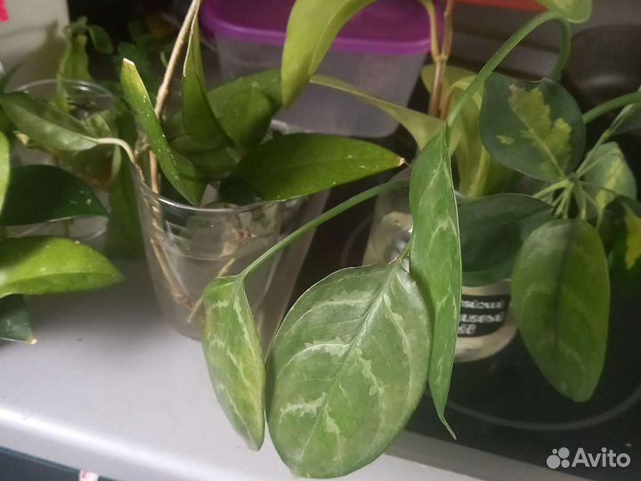 Вариегатный гибискус и фиалки