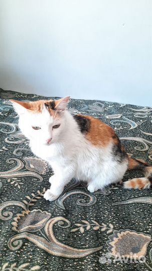 Отдам бесплатно котенка девочка