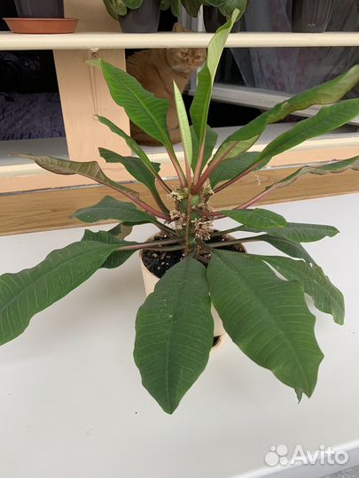 Комнатные цветы- разные