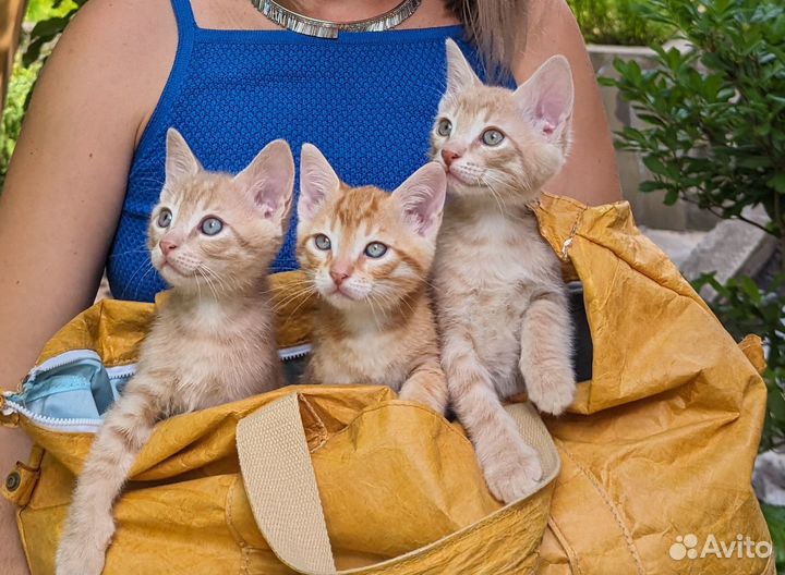 Котята в добрые руки мальчики