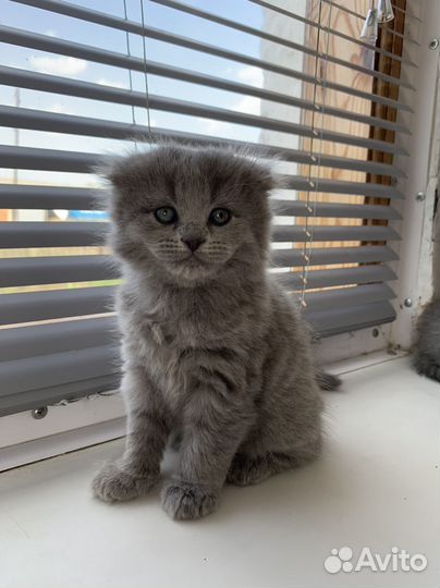 Шотландские котята