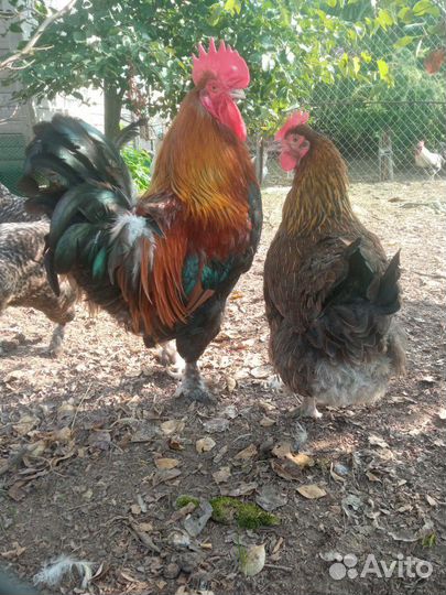 Семьи маран, леггорн, молодки легбар