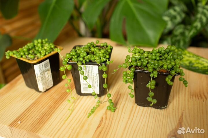 Крестовник обычный, вариегатный и пр