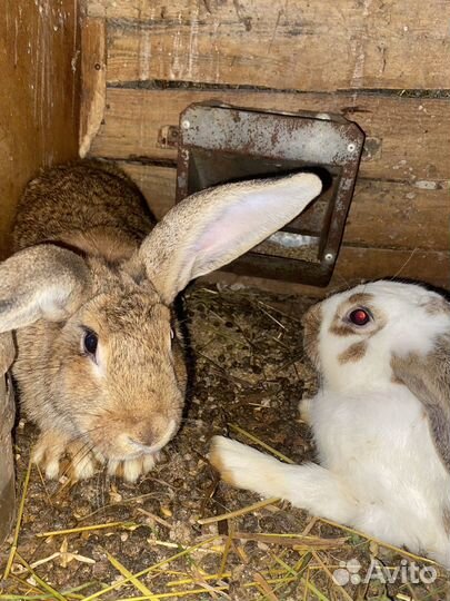 Кролики мясных пород