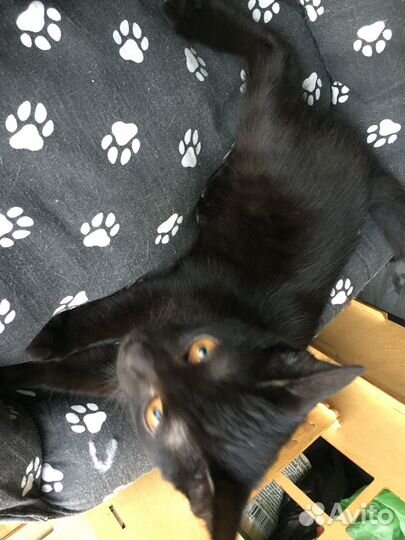 Котенок мальчик