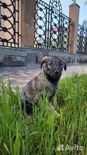 Собака в добрые руки щенок