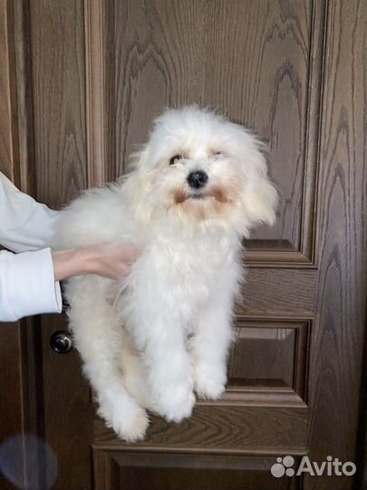 Девочка метис бишона фризе 5 мес