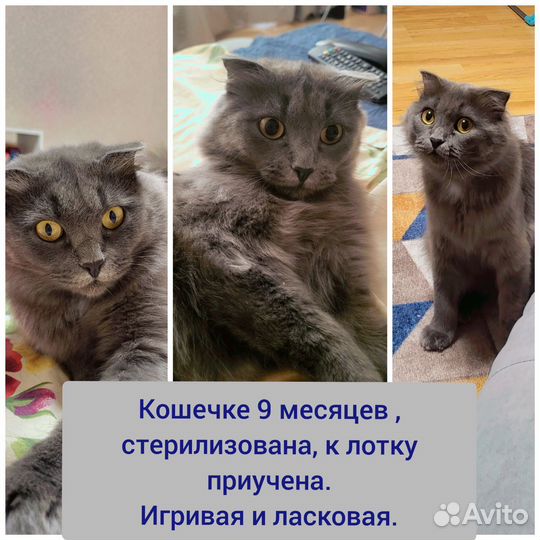 Отдам кошечку Ириску в добрые руки, стерилизована