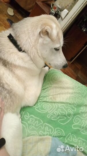 Помесь Хаски и лабрадора