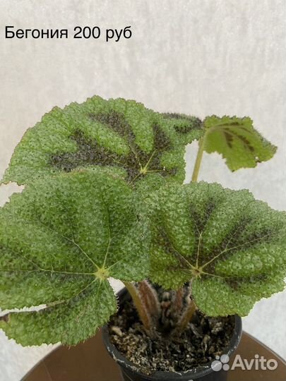 Комнатные цветы