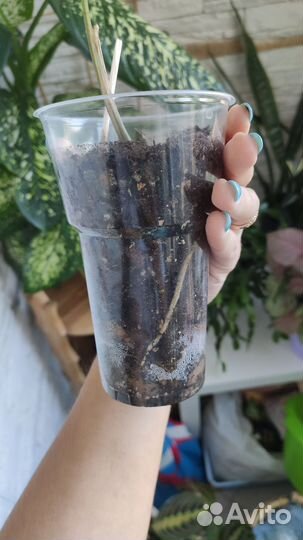 Сингониум Империал Вайт