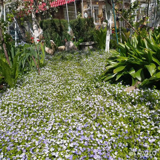 Вероника нитевид