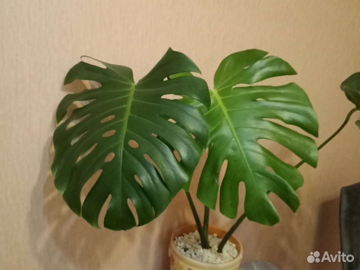 Монстера деликатесная