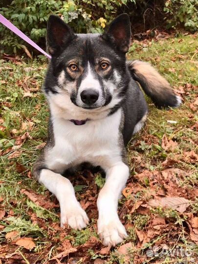 Собака в добрые руки