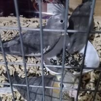 Попугай корелла, Сочи