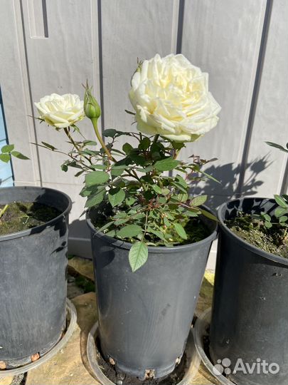 Роза саженец