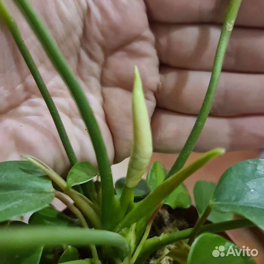 Антуриум Фентази Лав