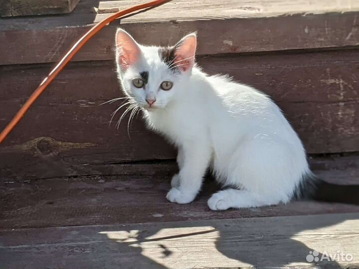 Котейки в добрые руки