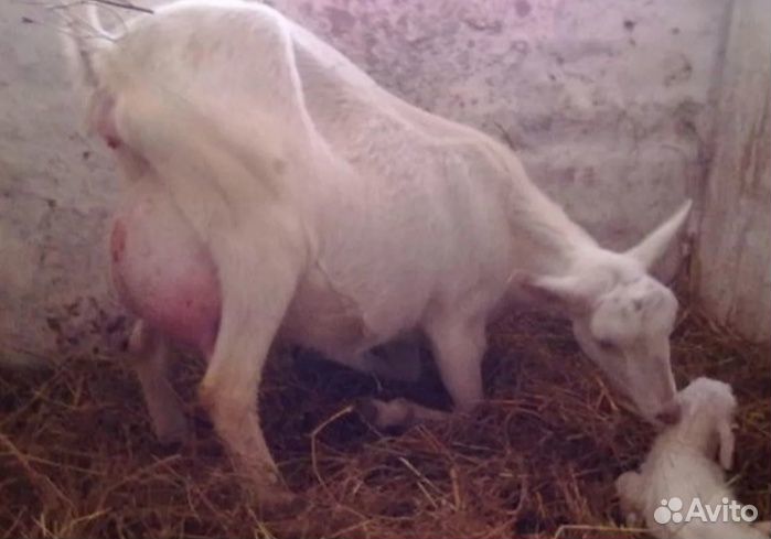 Беременна ли коза. Зааненские козы. Первая беременность козы. Период беременности у коз.