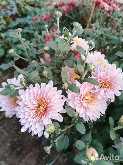 Хризантема