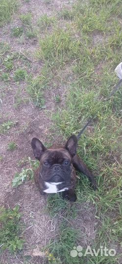 Услуги кинолога,передержка