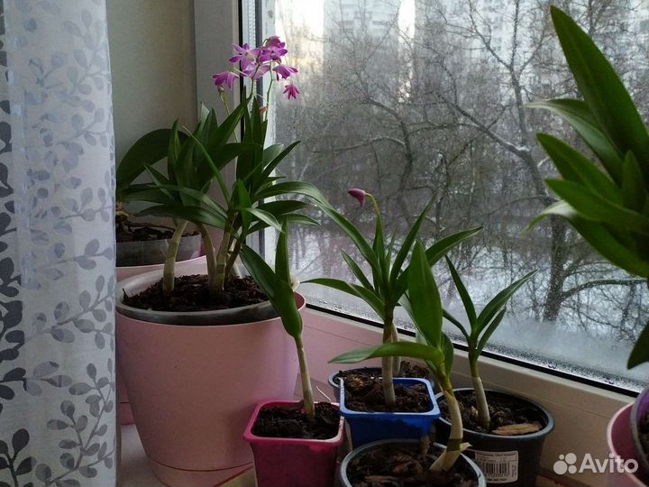 Орхидея дендробиум Кинга