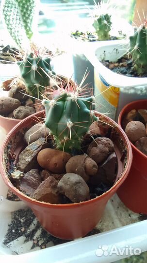 Кактусы сеянцы и черенки