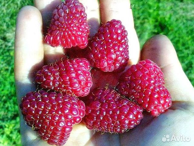 3 сорта малины: красная и жёлтая