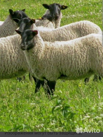 Баран, козы