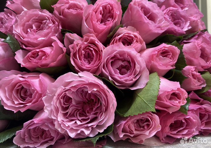 Роза эквадор 60,70,80см