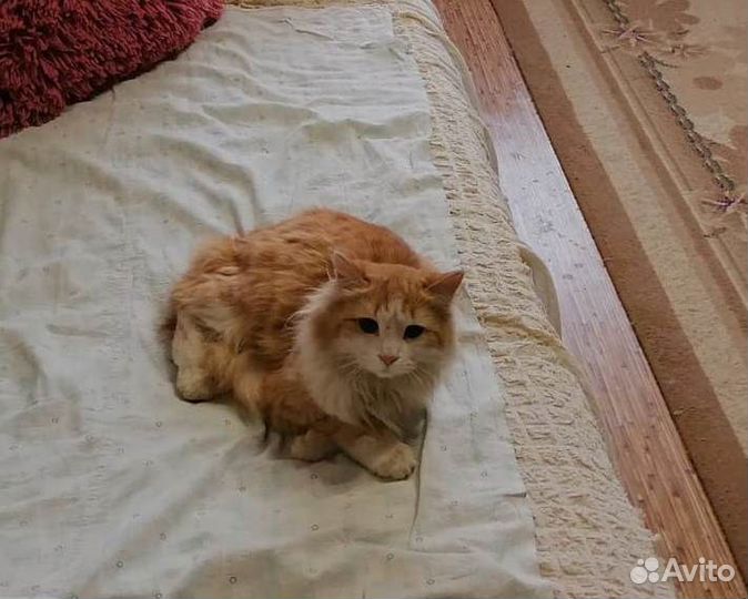 Молоденький котик