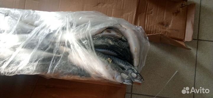 Скумбрия 300-600