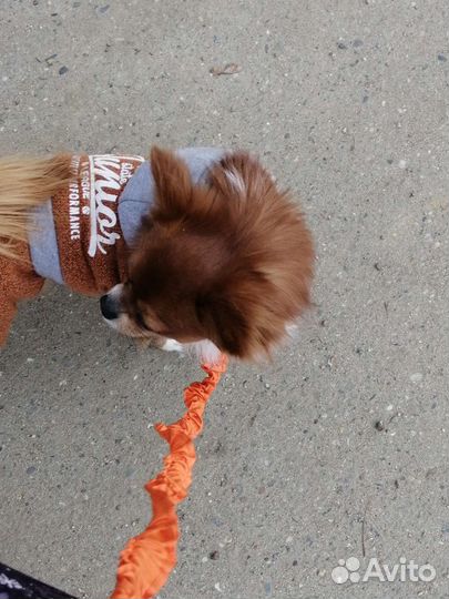 Жених Чихуа-хуа ищет невесту