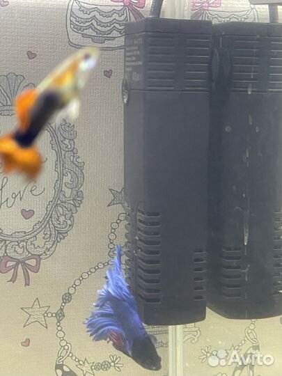 Аквариумные рыбки