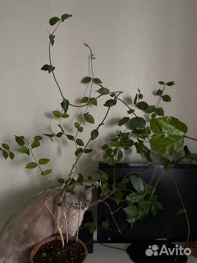 Жасмин самбак