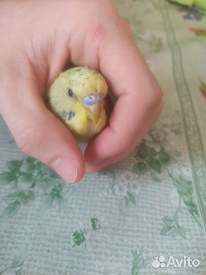 Волнистый попугай самец и самец