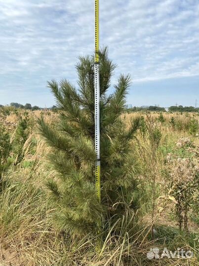 Кедр (сосна кедровая Сибирская)