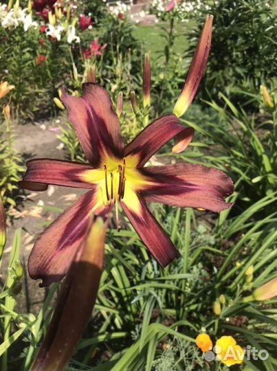 Садовые многолетники