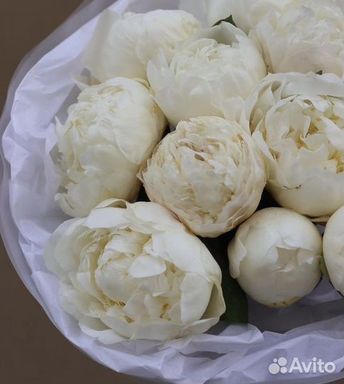 Пионы белые