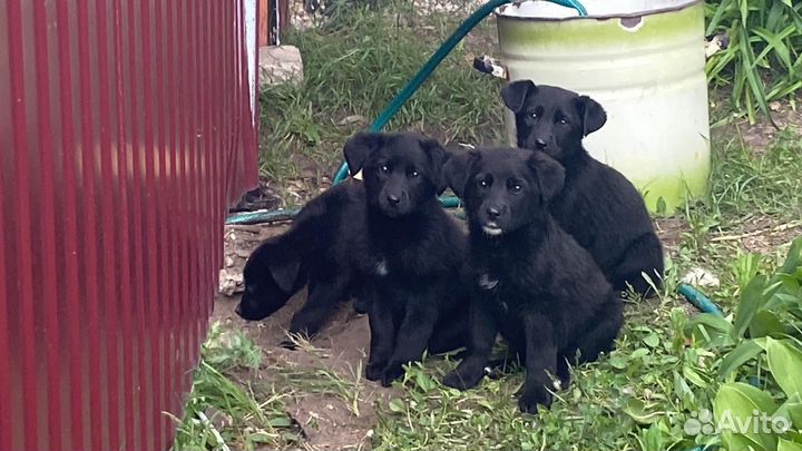 Собака в добрые руки щенок