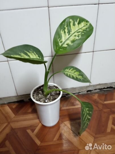 Диффенбахия