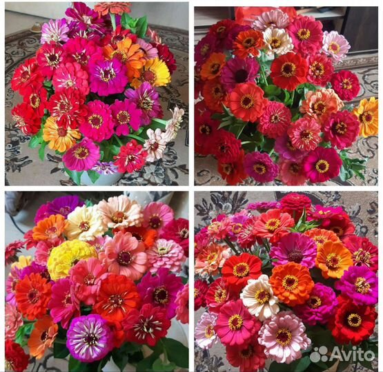 Семена однолеток и многолеток