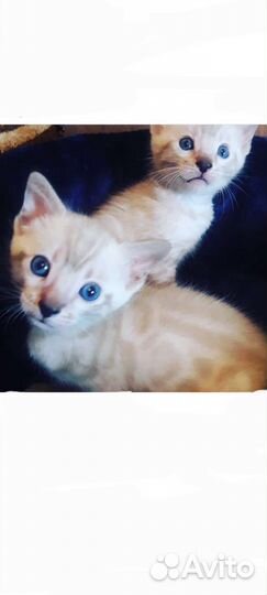 Котята