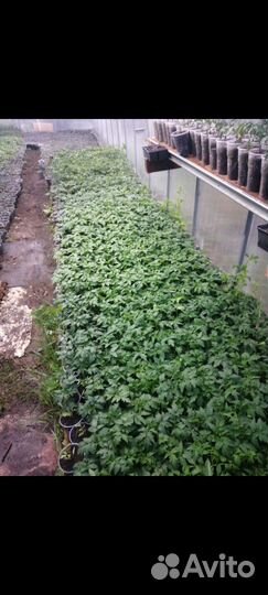 Рассада помидор